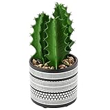 Perfecto para interiores y exteriores: estos cactus artificiales no necesitan luz para crecer, puedes colocar las plantas suculentas artificiales en cualquier área. Aporta más color y belleza a tu hogar u oficina, adecuado para decorar tu mesa, mostrador y alféizar de ventana, etc