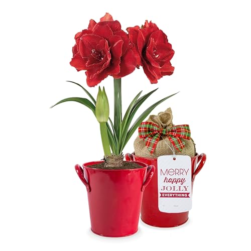 Red Double Amaryllis Bulb Gift Kit