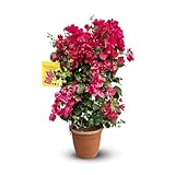 Attitude Jardin - Bougainvillier palissé - plante fleurie - 80-90 cm - ⌀ 21 cm - plante d'extérieur - fleur fuchsia