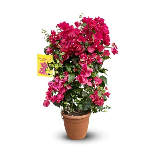 Attitude Jardin - Bougainvillier palissé - plante fleurie - 80-90 cm - ⌀ 21 cm - plante d'extérieur - fleur fuchsia