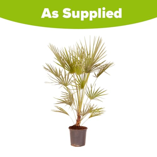 YouGarden Hardy Fan Palm Chamaerops humilis, 60-80cm Tall Plant in 20cm Pot, Bushy Palm Trees for Gardens, Perfect for Exotic Style Gardens, Ready to Plant Out