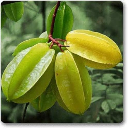 Image of All-Time 12 Months Hybrid GRAFTED Live Fruit Plant Original & Authentic Organic Tree for Outdoor Fast-Growing Fruit Plant Home Gardens Pack Of-1 (Ster Fruit Plant, Medium)