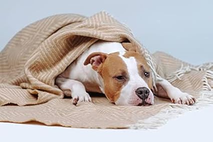 OMAJA HOME Premium Dog/Cat Blanket, Soft and Warm Pet Throw for Dogs & Cats Double ply for All Season 50 X 80 inches Multicolor - (Pack of 1)