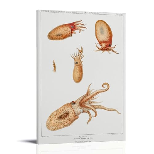 Vintage Bolitaena Octopus Illustration by Carl Chun Poster�C���e���A�f�U�C���A�A�[�g�v�����g�̑����A�����̐V�����Ƃ̑��蕨�̂��߂̔������|�X�^�[16x24inch(40x60cm) Frame-st