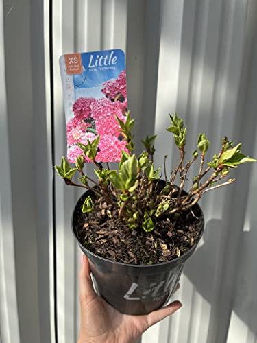 Pink Hydrangea Garden Plant | Dwarf Hydrangea Macrophylla