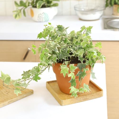 Golden English Ivy - Hedera Helix Kolibri (2" Grower Pot) - Eye-catching, Air-Purifying, Easy to Grow Houseplant - Best Trailing Houseplant for Home and Office Decoration Golden English Ivy - Hedera Helix Kolibri (2" Grower Pot) - Eye-catching, Air-Purifying, Easy to Grow Houseplant - Best Trailing Houseplant for Home and Office Decoration