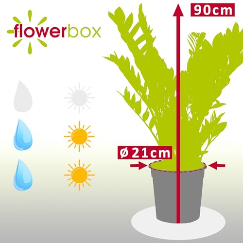 Glücksfeder Flowerbox – Zamioculcas zamiifolia als pflegeleichte Zimmerpflanze