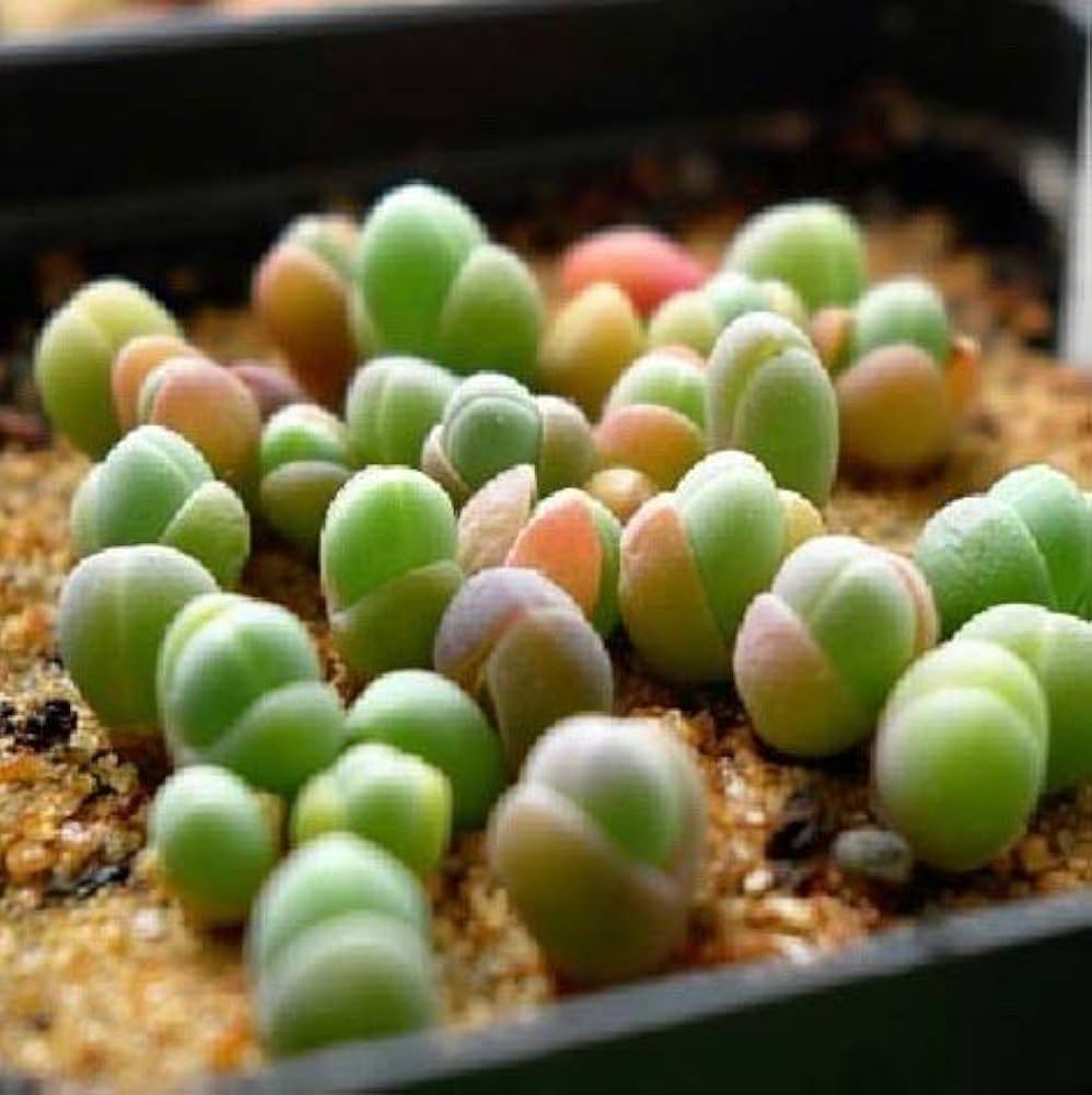 でーさんさま専用　メセン種子 でーさんさま専用 メセン種子 71GPpQyefkL._UF350,350_QL50_.jpg