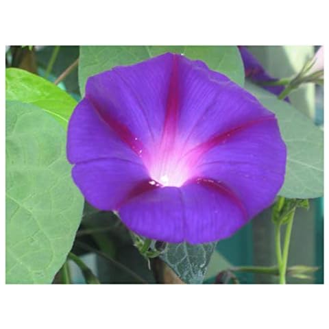 Premier Seeds Direct Morning Glory Grandpa OTTS Cover