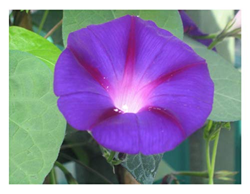 PREMIER SEEDS DIRECT - Morning Glory - Ipomoea - Grandpa OTTS - 100 Seeds