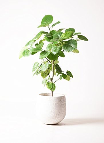Amazon Hitohana ひとはな フィカスウンベラータ8号 エコストーンwhite 観葉植物 オンライン通販