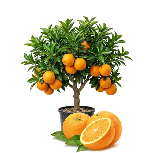 Navel Orange Tree Live Plant Fragrant Citrus Blooms Orange Fruit Tree in Gallon Pot Live Citrus Plant for Outdoor Landscape