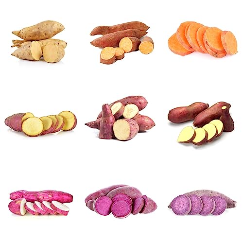 Süßkartoffel Pflanzen Kaufen Die 15 besten Produkte im Vergleich