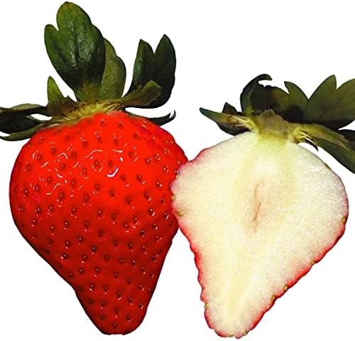 Amazon 国華園 いちご苗 恋みのりpvp 6株 22年春商品 Diy 工具 ガーデン