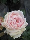 Kletterrose Giardina® - Rosa Giardina - rosa - Duft++++ - Nostalgierose - Tantau-Rose