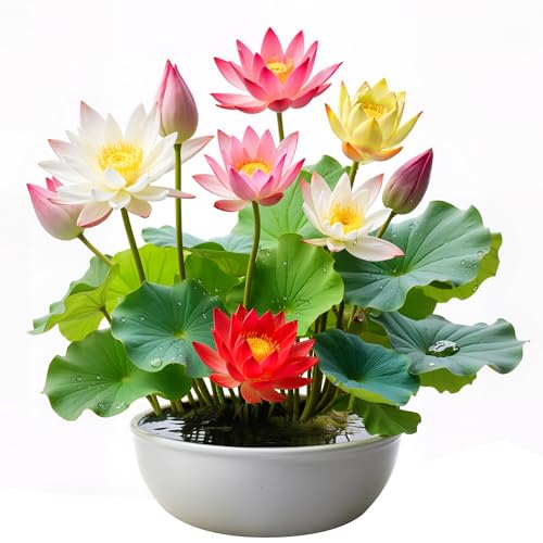 160Pcs Mixed Lotus Seeds for Planting in Water, Colorful Bowl Flo...