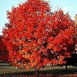 VERSATILITÀ: Può essere coltivato sia come albero ornamentale in giardino che come elegante bonsai per interni o terrazzi