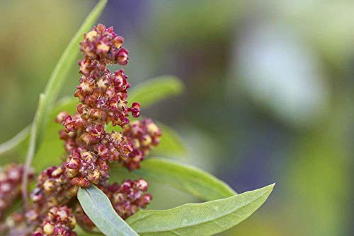 image for Food to Live Organic Tri-Color Quinoa, 10 Pounds — Non-GMO, Raw, Who