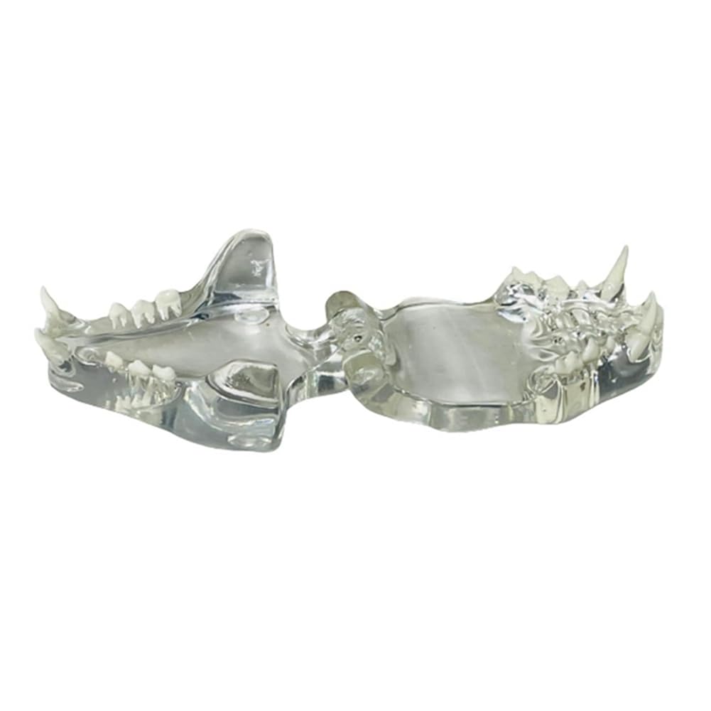 Dents canines transparentes Modèle anatomique pour animaux dentaires Outil pédagogique vétérinaire (chat) Transparent