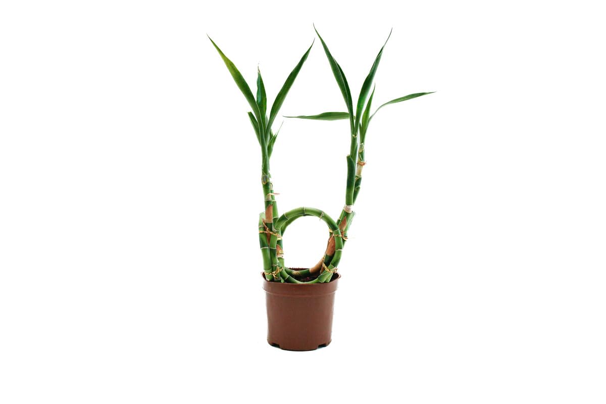 Spring Rose Souq Fresh Plants, Spiral Lucky Bamboo Live Plants With Water Container Plants For Indoor Or Home Plants Bamboo Round Shape 32X14X13 Cm