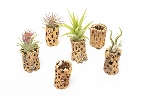 Cholla Cactus Holders with Air Plants