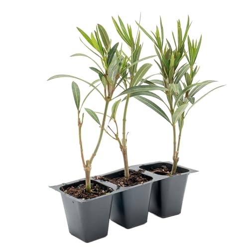 3 Dwarf Red Oleander in 2.5&rdquo; Nursery Cubes (Nerium Oleander 'Dwarf Red') | Compact Evergreen Shrub...