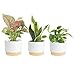 Costa Farms Live Indoor Plants in Decorative Pots, Easy to Maintain, Air Purifying Houseplants, Assorted Varieties, Room or Home Decor, House Warming Gift, 8-12 Inches Tall, Pack of 3