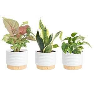 Costa Farms Live Indoor Plants in D...