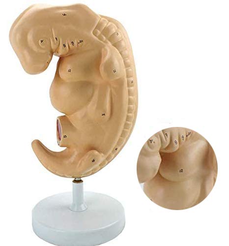 sjdoPulse Educational Model Fetal Model - Pregnant Anatomical Science Models - Medical Anatomical Four Weeks Pregnant Embryonic Tissue Model - for Medical Educational Training Aid (A)