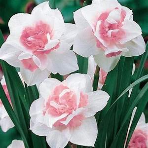 DAFFODILOMATIC COMPOUND FLOWER BULBS FOR HOME CULTIVATION (PINK CHARM, PACK OF 20 BULBS)(RADHA KRISHNA AGRICULTURE).-image-5