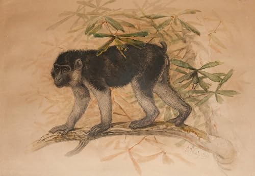 Peinture sur Toile Macaque Noir Cendré pour Rénover la Décoration de Chambre