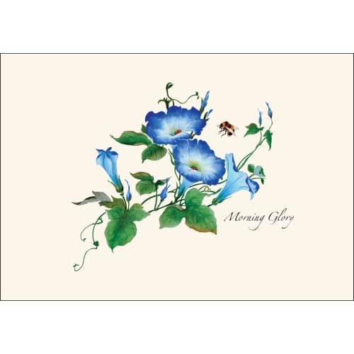 Image of Earth Sky + Water - Morning Glories Notecard Set - 8 Blank Cards with Envelopes