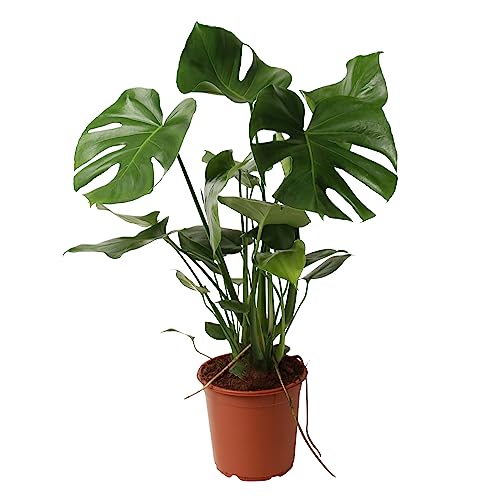 Happy Plants Monstera Deliciosa fensterblatt/lochpflanze 80 cm hoch, 21Ø - Zimmerpflanzen Groß - Luftreinigende Pflanzen - Frisch aus der Gärtnerei (ohne Topf, 80 cm)