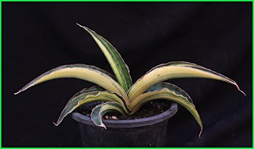 Amazon サンスベリア希少品種サンスベリア斑入りsansevieria Angola Variegated Rareサンセベリア斑入り人気種観葉植物多肉植物 観葉植物 オンライン通販
