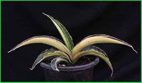 Amazon サンスベリア希少品種サンスベリア斑入りsansevieria Angola Variegated Rareサンセベリア斑入り人気種観葉植物多肉植物 観葉植物 オンライン通販