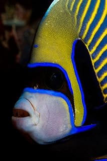 Portrait of an emperor angelfish Poster Print by Mathieu MeurStocktrek Images (11 x 17)