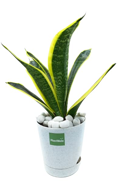 PlantMela Sansevieria Golden Flame Air Purifier Snake Plant with Self Watering Pot (marble) (B0B6NQQSZ6) Amazon Price History, Amazon Price Tracker