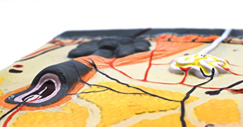 Image of EISCO Human Skin Model, 70x Enlarged - with Hand Painted Details - Mounted on Base, 13 inch x 9 inch