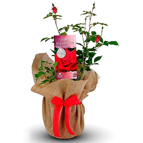 Valentine’s Rose Plant - Send Love on Valentine's Day with a Gorgeous Living Gift - Rose Bush Gift Wrapped with Huge Bow
