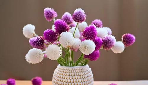 100pcs Globe Amaranth Gomphrena Globosa Seeds Mixed Colors Amaranthus Flower Bachelor Button Heirloom - Thumbnail 2