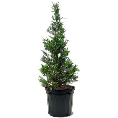 Amazon.com : The Leyland Cypress Tree, Evergreen, Drought Tolerant