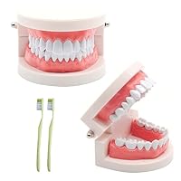 2 Stück Zahnmodell mit 2 Stück Zahnbürste, Kinder Zahn Modell, Zahnmodell Dentalmodell, PVC Zahnpflege Modell für Zahnunterricht oder Mundpflege, zum Zahnkliniken