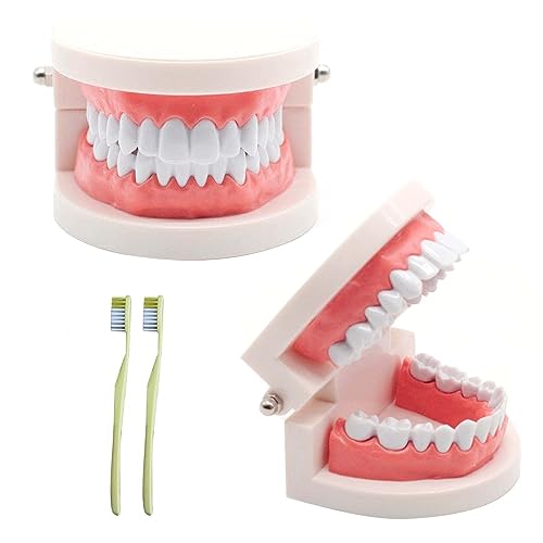 Modelo de dientes de 2 piezas con 2 cepillos de dientes, modelo de dientes para niños, modelo de cuidado dental de PVC para la enseñanza de niños, para la formación de cepillos de dientes de niños en