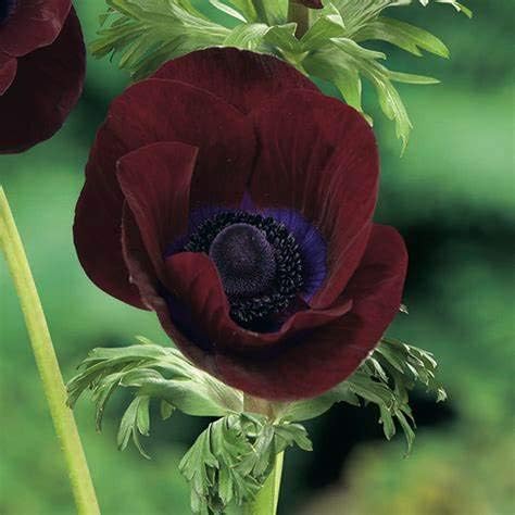 Amazon ネモフィラ 種 奇花异花 珍しい香りの花です とても綺麗です 住みやすい希少な易生植物 暗い赤色 5球根 花 Amazon ネモフィラ 種 奇花异花 珍しい香りの花です とても綺麗です 住みやすい希少な易生植物 暗い赤色 5球根 花