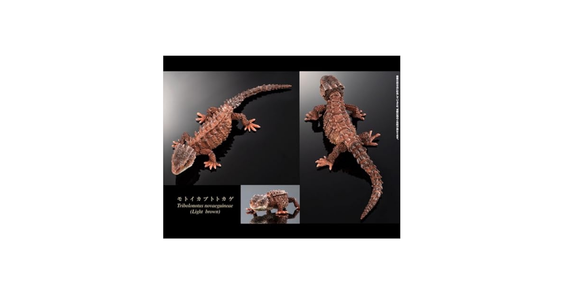 いきもの大図鑑　アカメカブトトカゲとモトイカブトトカゲ Amazon.co.jp: モトイカブトトカゲ（ライトブラウン） いきもの