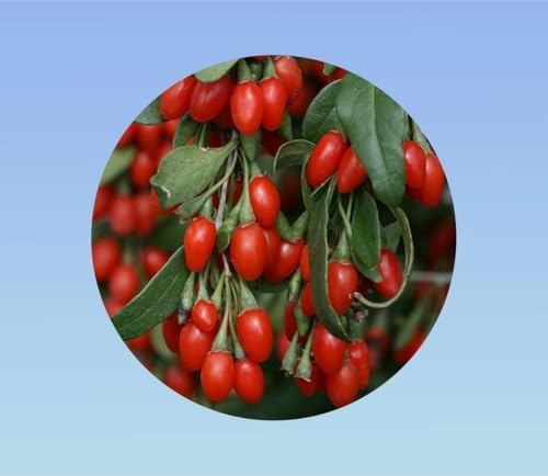 5 semillas de Baya de Goji - Lycium Barbarum - Fruta de la felicidad - frutas comestibles