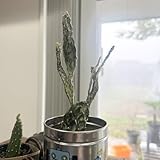 6 初日の出 ウチワ サボ 多肉植物 観葉植物ハツヒノデ オプンチア