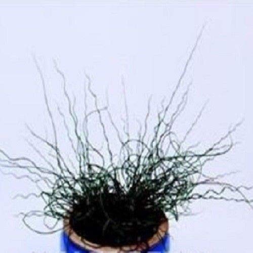 Wafer Grasses - Juncus effusus Spiralis, Corkscrew Rush - 15 Seeds