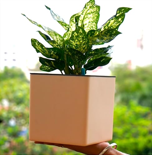 Image of Indian Discovery Self Watering Wall Hanging Planter|Hanging /Hooked Flower Pots for Home, Balcony, Vertical Garden Decor Flower Pots(2 PC, Peach Square) |6 Inch UV-Resistant Plastic Plant Pots