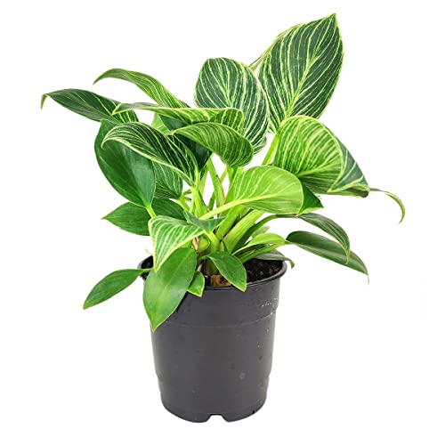 Philodendron Birkin (4" Grower Pot) - Rare Variegated Houseplant - Easy to Grow, Easy to Care Low Light Houseplants - Colorful Foliage Air-Purifying Plant Philodendron Birkin (4" Grower Pot) - Rare Variegated Houseplant - Easy to Grow, Easy to Care Low Light Houseplants - Colorful Foliage Air-Purifying Plant